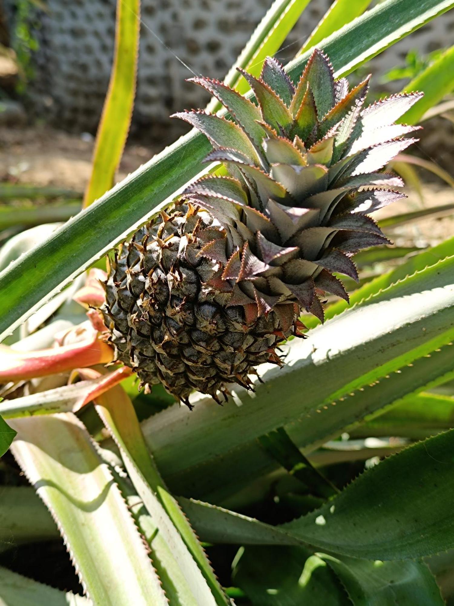 El Paraiso De Carmen 帕洛米诺 外观 照片